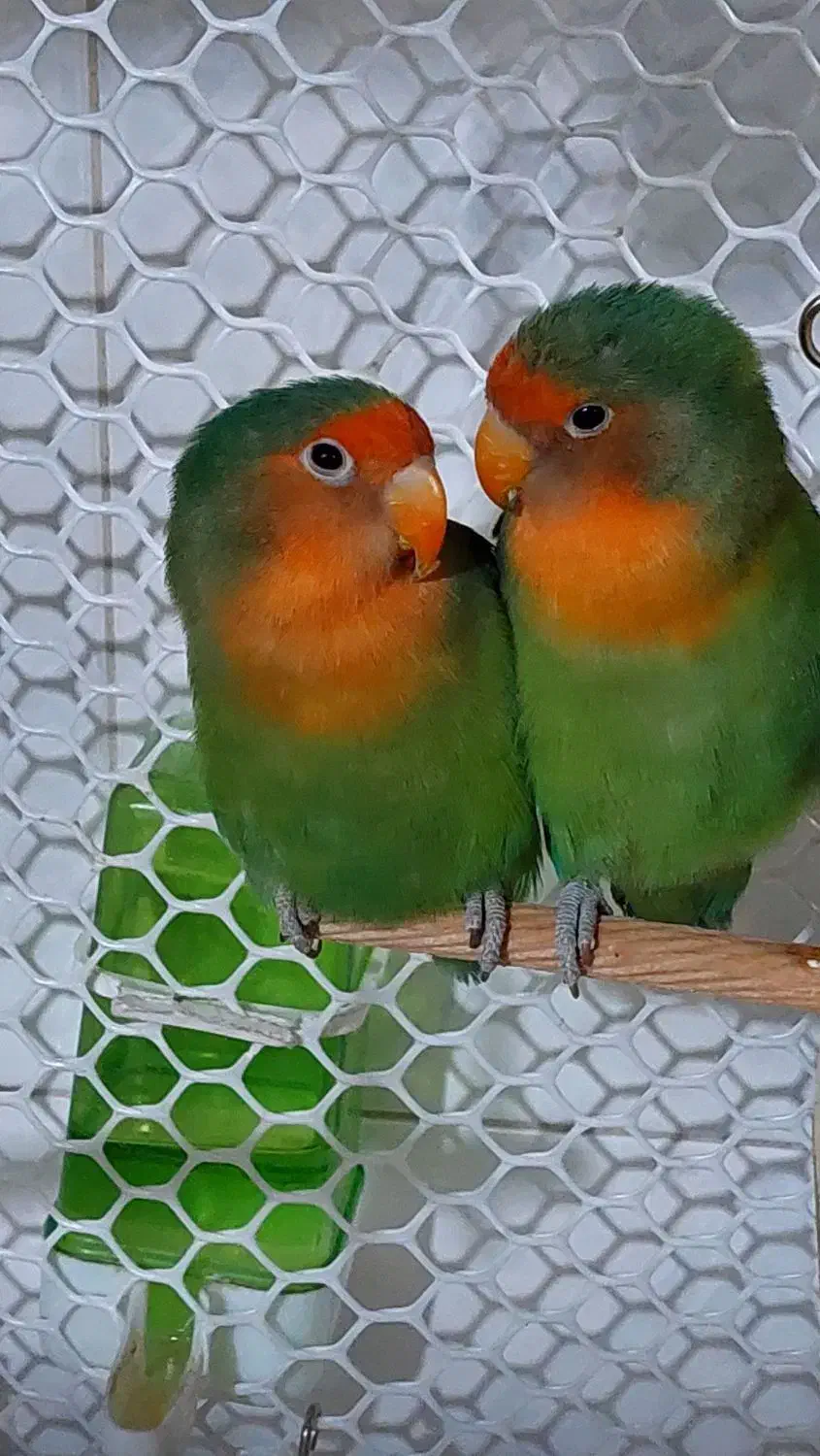 یک جفت کوتوله برزیلی معاوضه با عروس هلندی یا فروش|پرنده|قرچک, زیبا شهر|دیوار