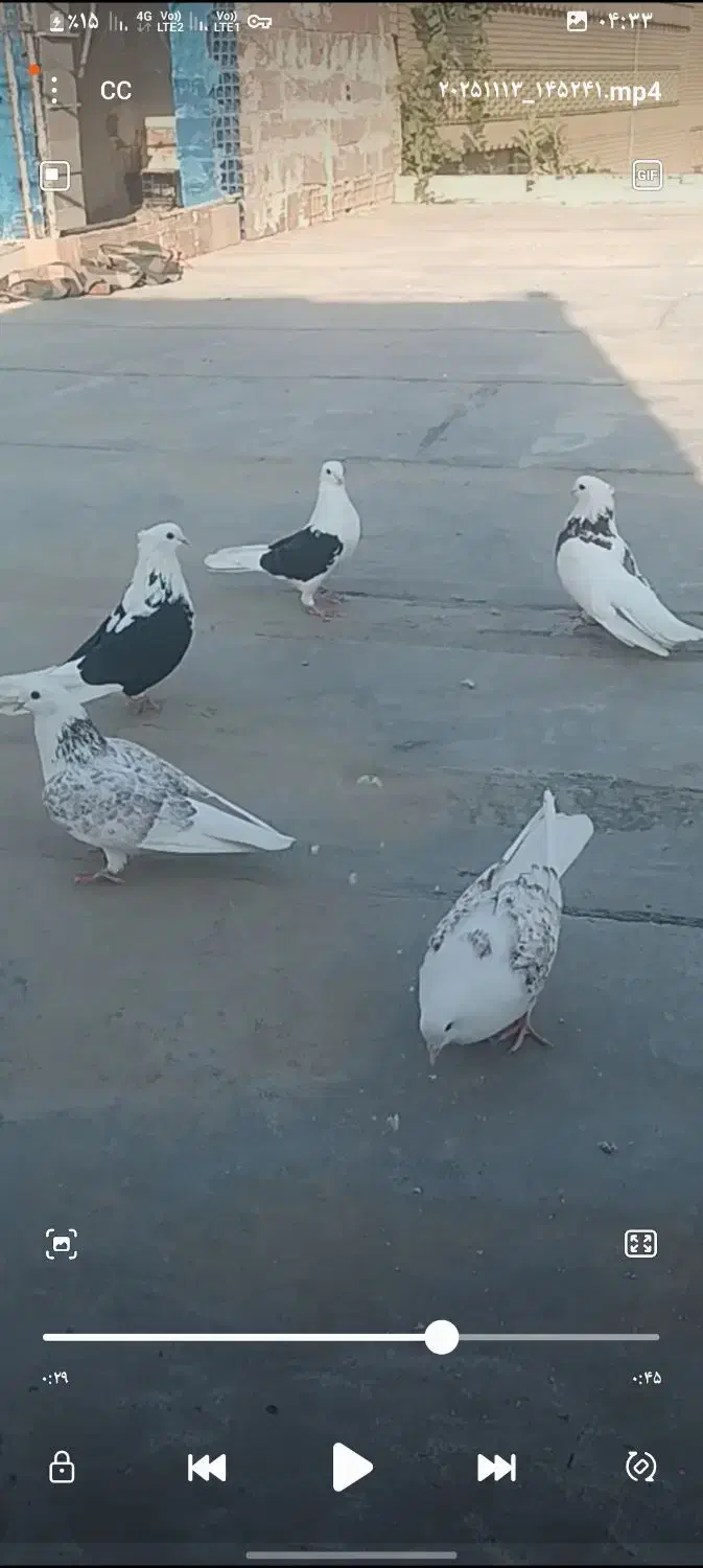 کبوتر دوبال پشتدار|پرنده|مینودشت, |دیوار