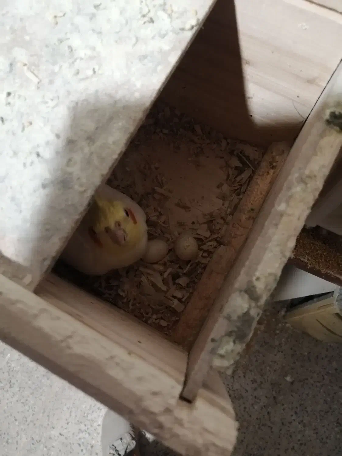 عروس هلندی با تخم|پرنده|شهرضا, |دیوار