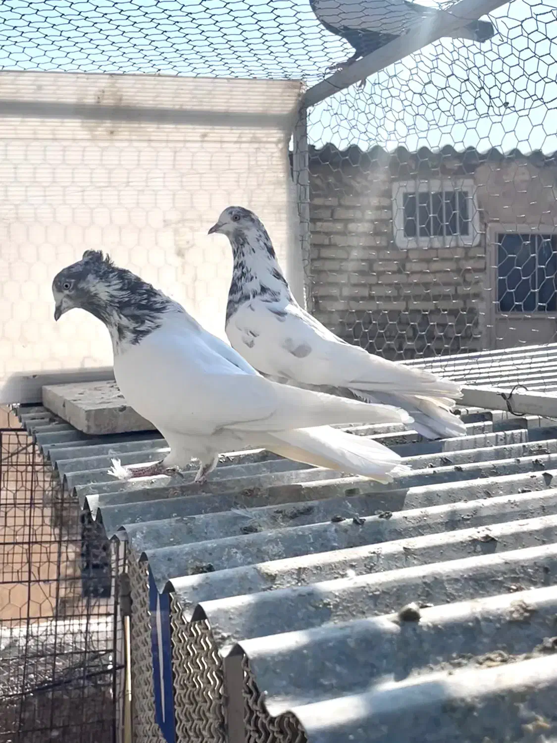 کبوتر پرشی|پرنده|اصفهان, بوستان ناژوان|دیوار