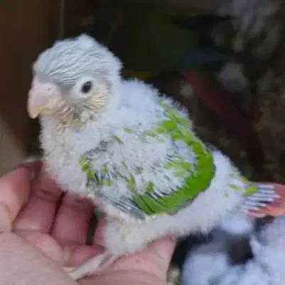 گرینچیک سرلاکی شاه تخم معاوضه هم دارم|پرنده|کرمان, |دیوار