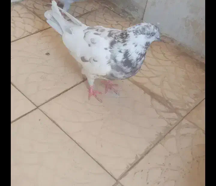 کاشانی گمشده|حیوانات|مسجد سلیمان, |دیوار