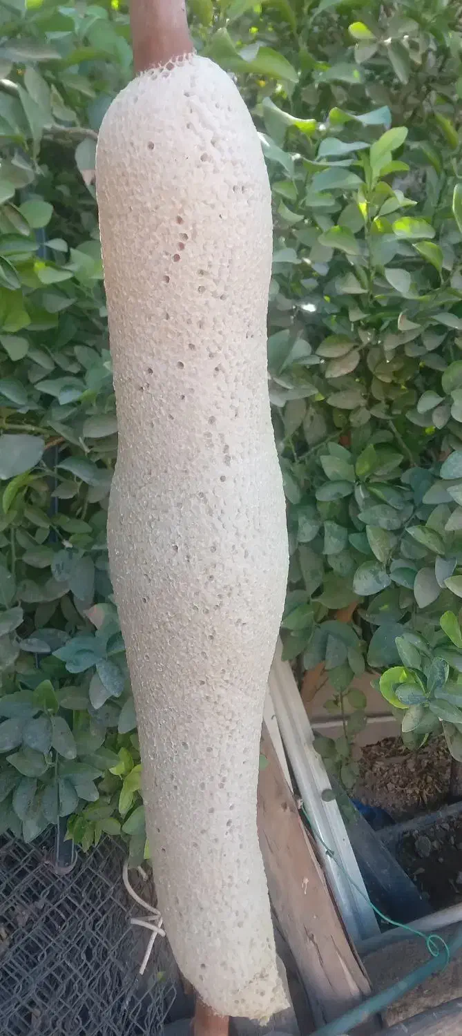 عسل وحشی اندیکا .رنگ طلای|خوردنی و آشامیدنی|اندیکا, |دیوار