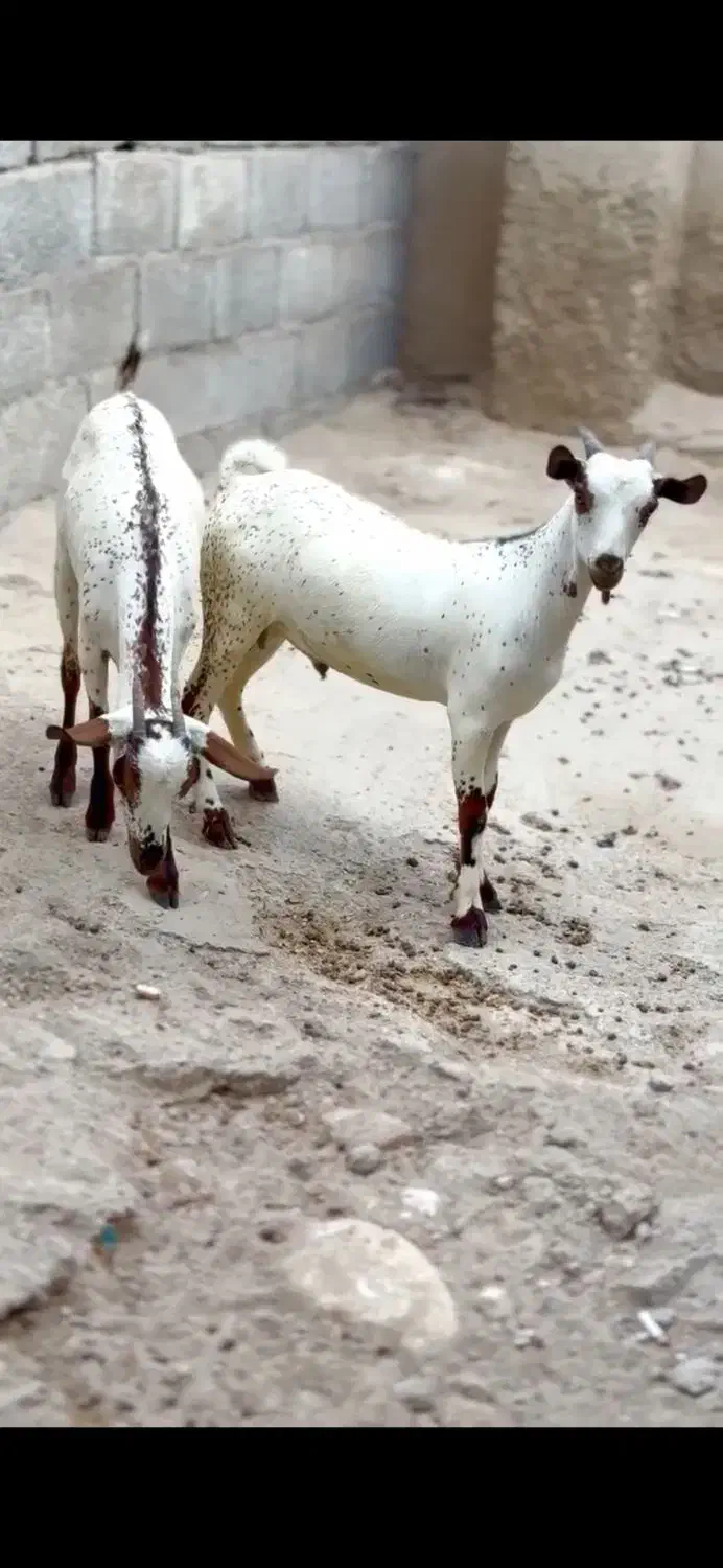 ثلاله|حیوانات مزرعه|کوهدشت, |دیوار