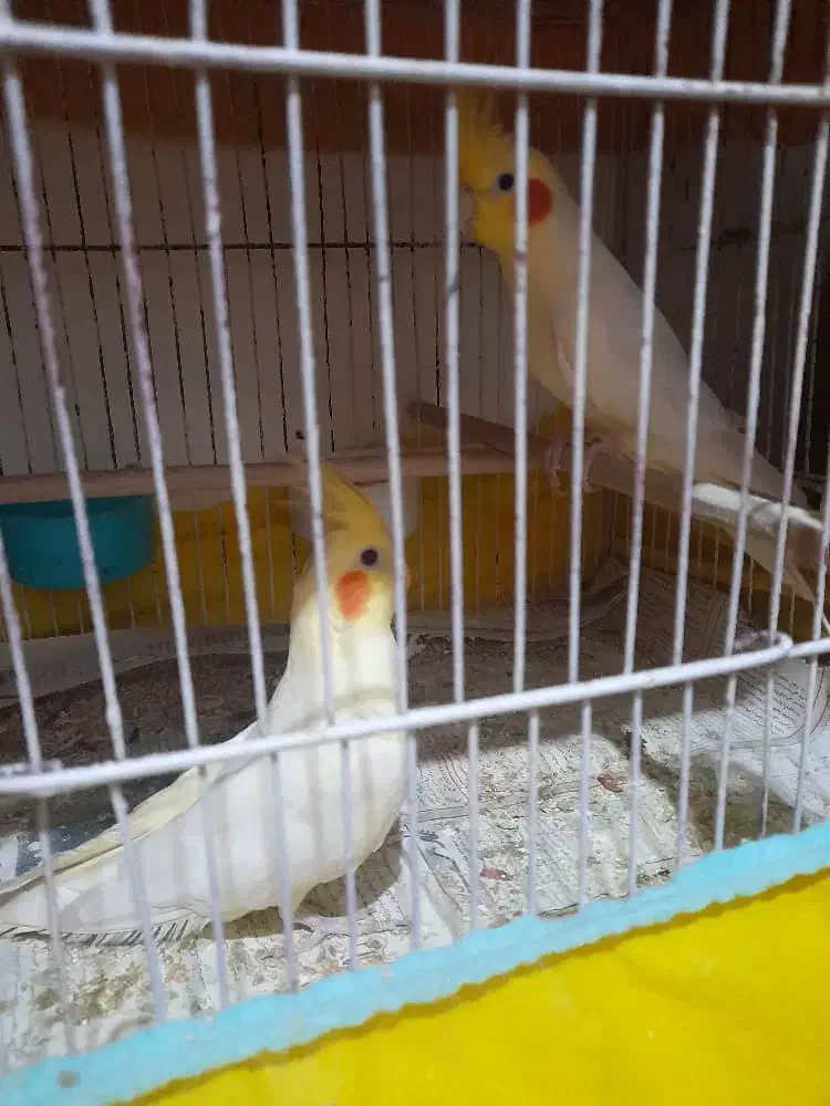 فروش فوری عروس هلندی|پرنده|خرم‌آباد (تنکابن), |دیوار