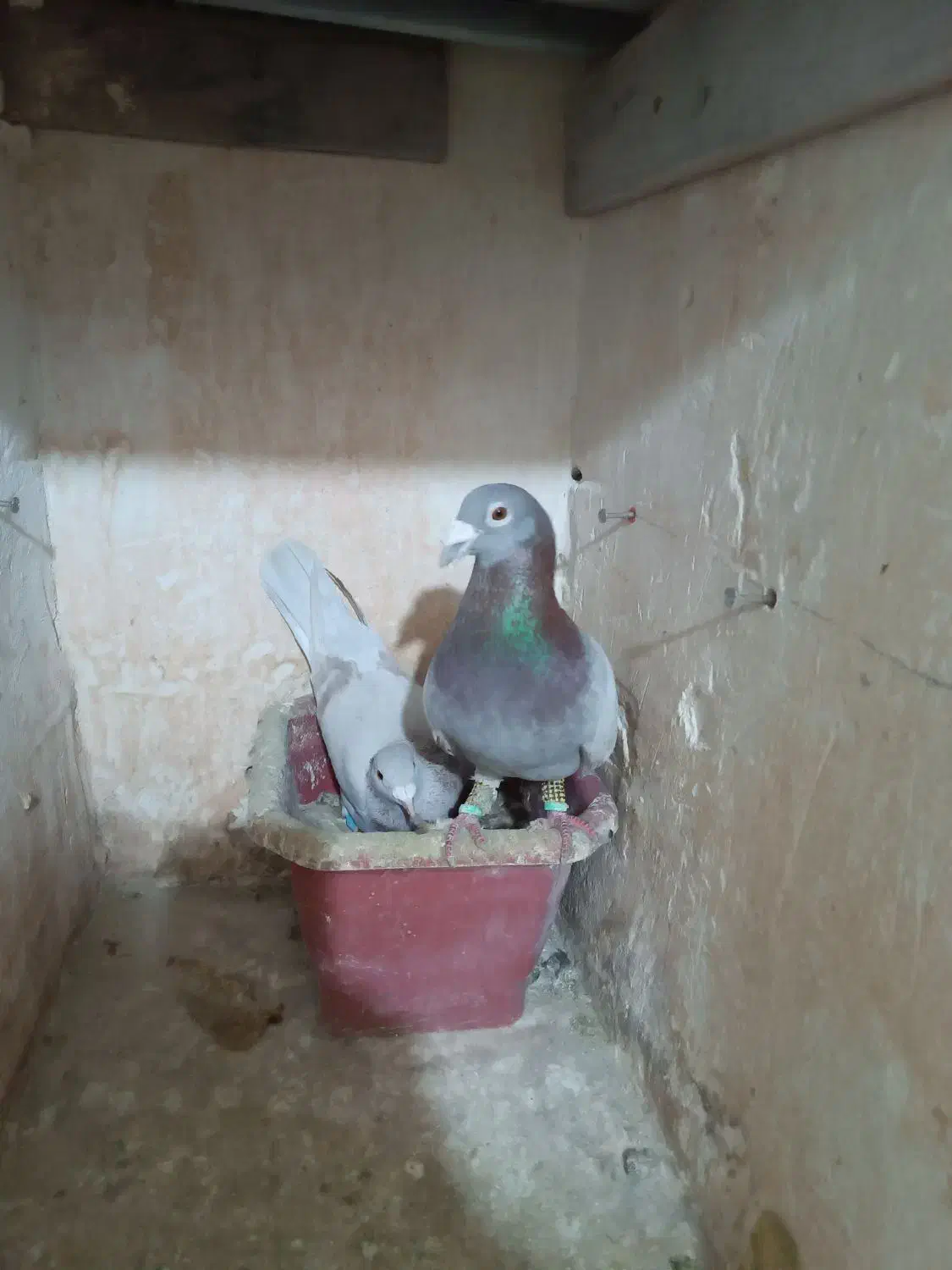 کبوتر|پرنده|مشهد, ایثار|دیوار