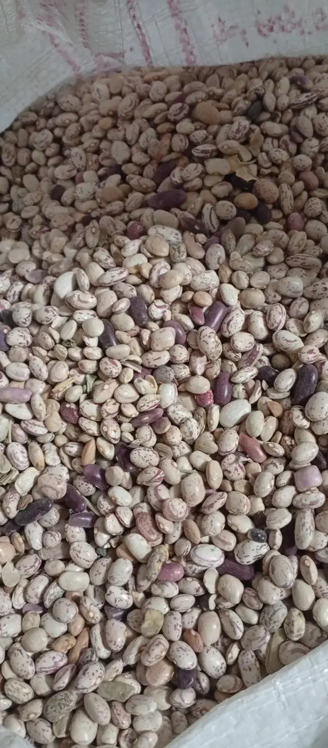 لوبیا چیتی تازه|خوردنی و آشامیدنی|شیراز, ریشمک|دیوار
