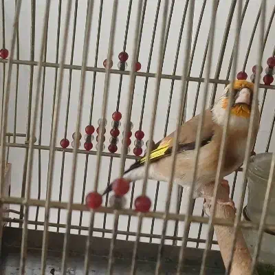 سهره دورگ نر دهن زن|پرنده|شیراز, لب آب|دیوار