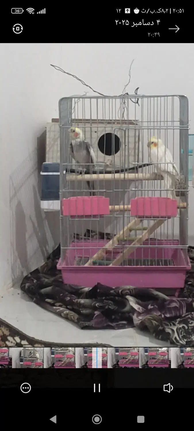 عروس هلندی|پرنده|اسفرورین, |دیوار