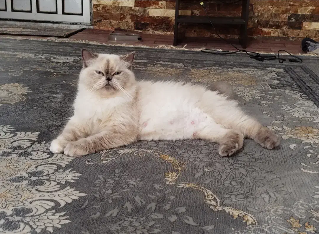 گمشده|گربه|چابهار, |دیوار