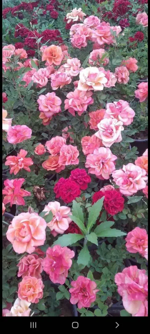 کارگر ساده خانم و اقا|استخدام صنعتی، فنی، مهندسی|لالجین, |دیوار