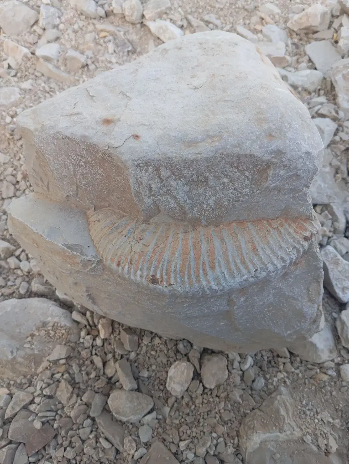 فسیل قدیمی جذاب|کلکسیون اشیاء عتیقه|بلوک, |دیوار