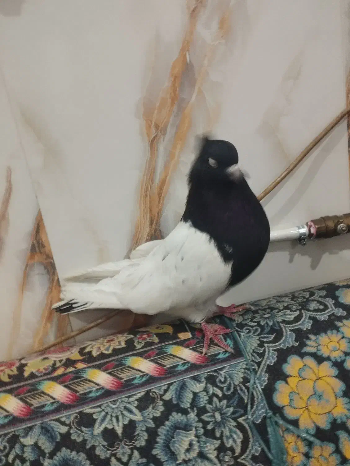 کفتر ماده کله سیاه|پرنده|پلدختر, |دیوار