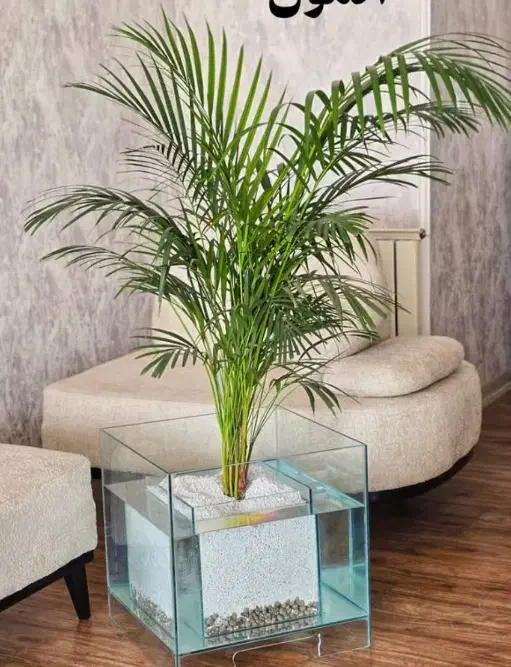 فروش گل و گیاه آپارتمانی زهک|گل و گیاه طبیعی|زهک, |دیوار