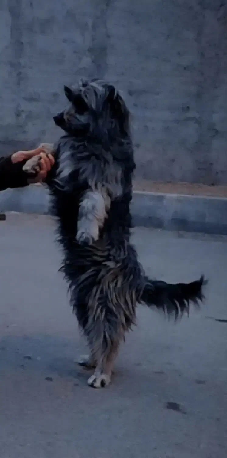 گمشده|حیوانات|محمدیه-قزوین, |دیوار