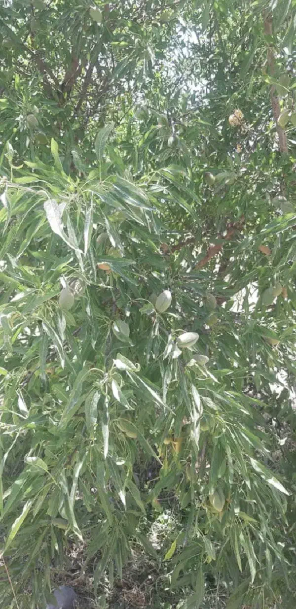 باغ ویلا 1500 متر در دهکده سبر امند فروش یا معاوضه|فروش خانه و ویلا|صوفیان, |دیوار