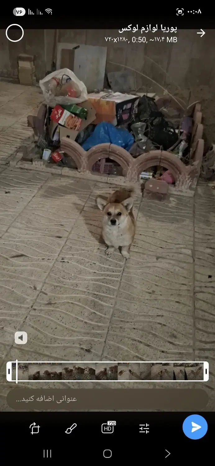 گمشده|حیوانات|شازند, |دیوار