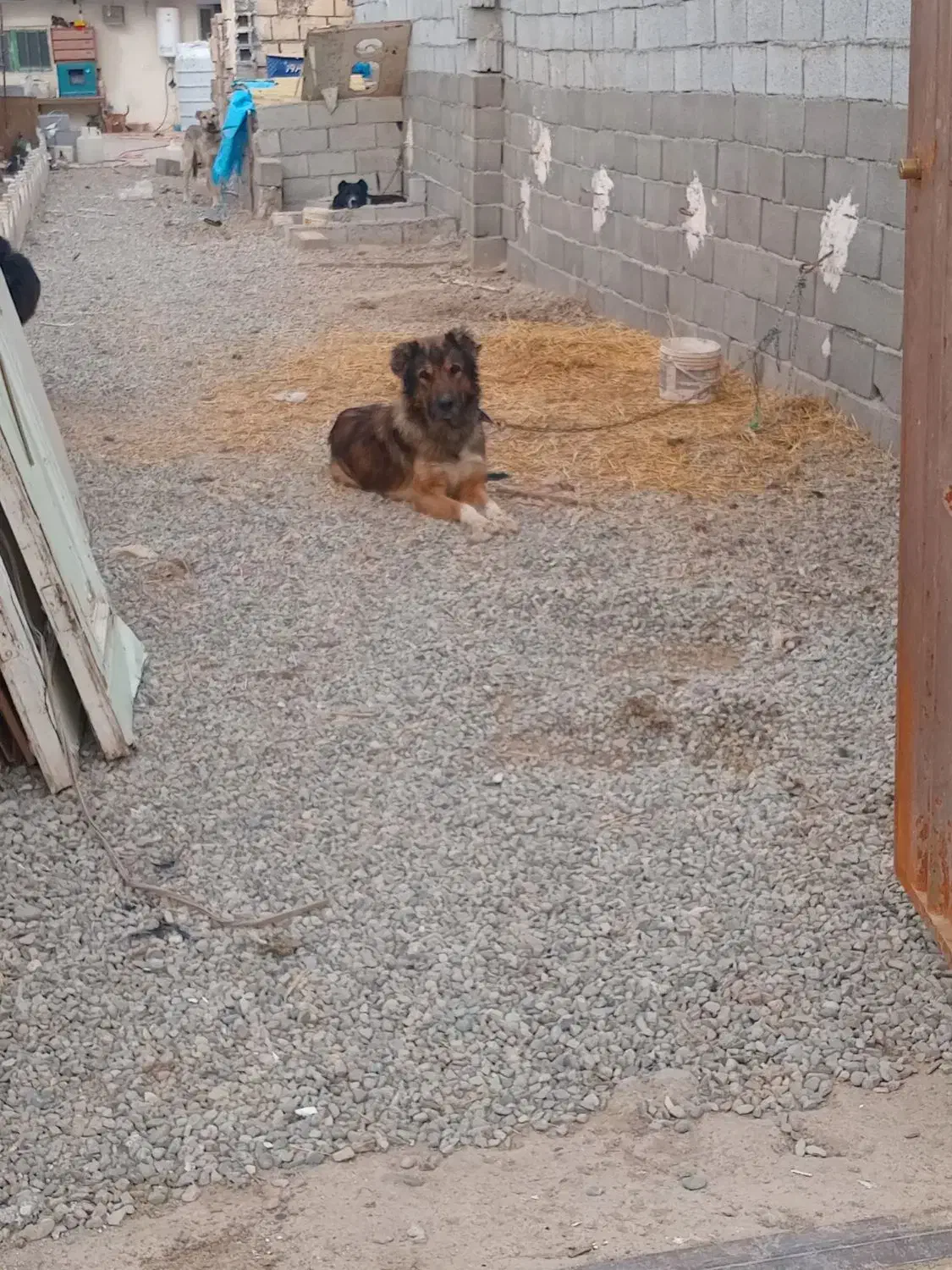 سگ نگه بان توله قدرجونی سفت|سگ|جوادآباد, |دیوار