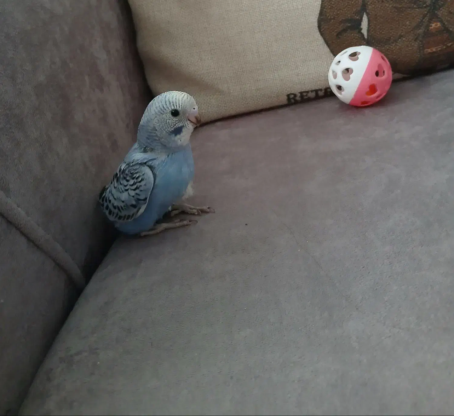 جوجه مرغ عشق اماده دستی شدن|پرنده|مشهد, رضاییه|دیوار