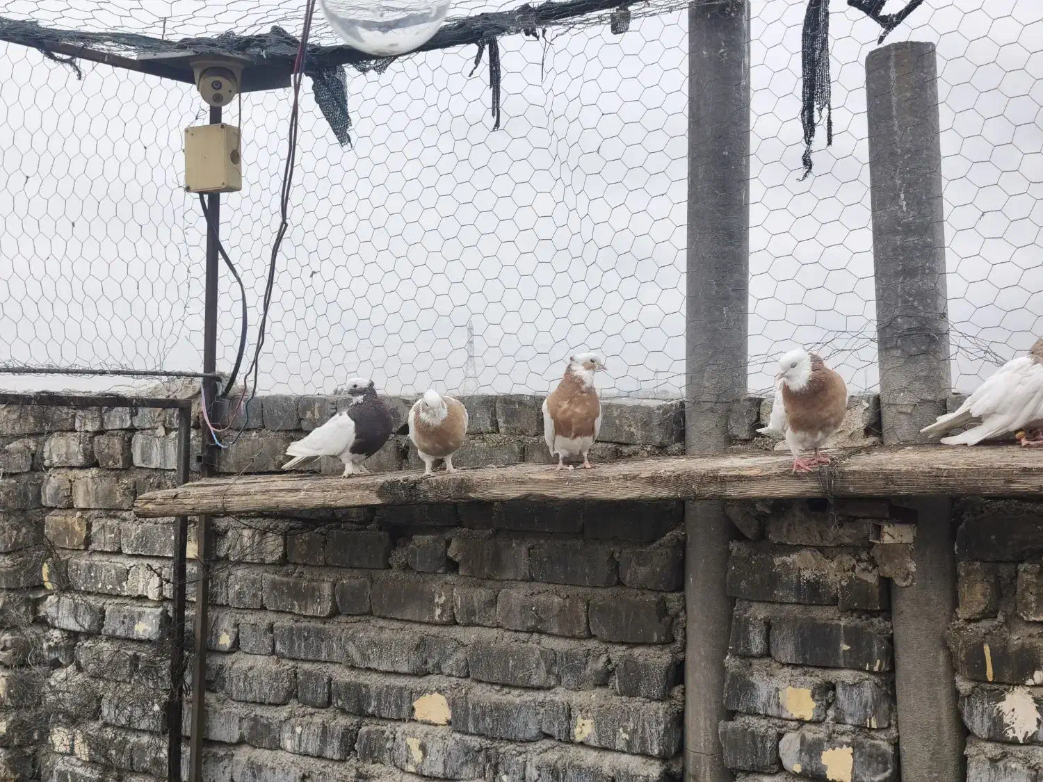 کبوتر|پرنده|شیراز, ماه فیروزان|دیوار