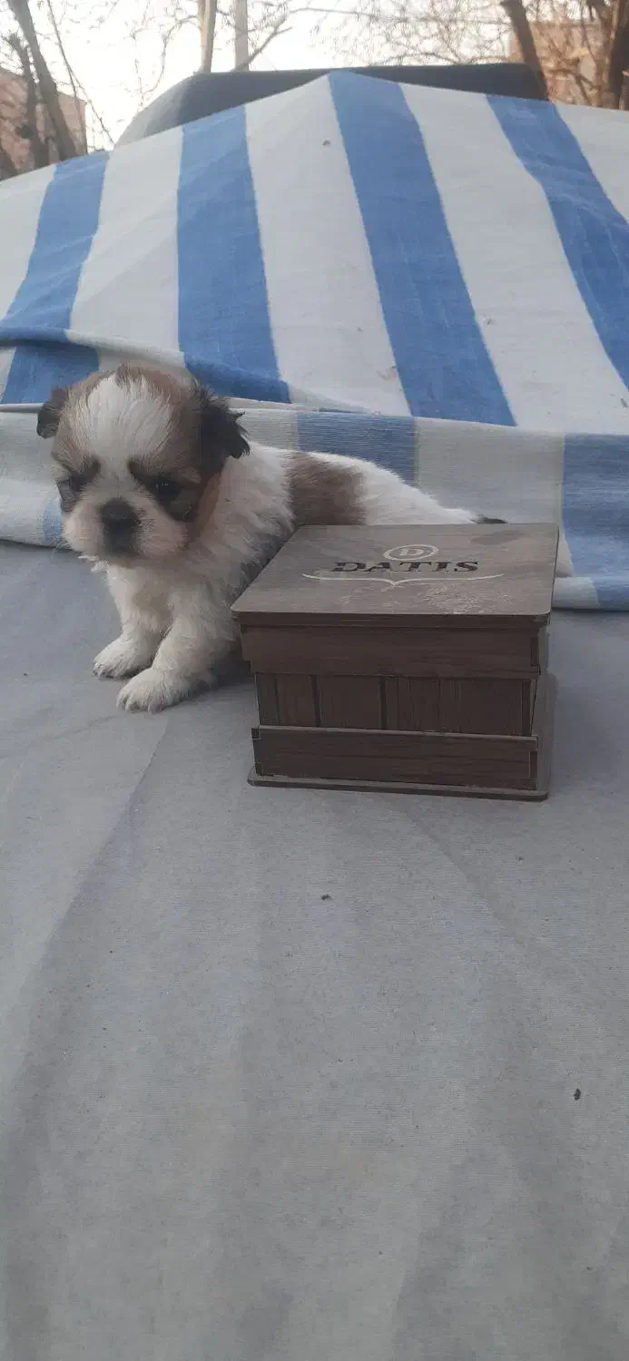 توله شیتزو|سگ|کهریزک, |دیوار