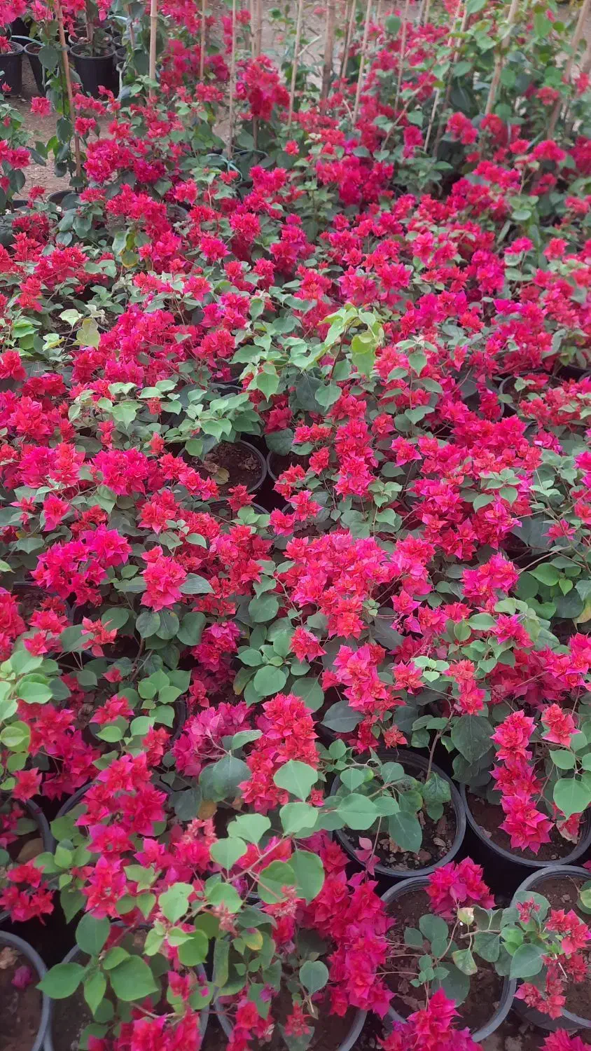 گل کاغذی|گل و گیاه طبیعی|آستانه اشرفیه, |دیوار