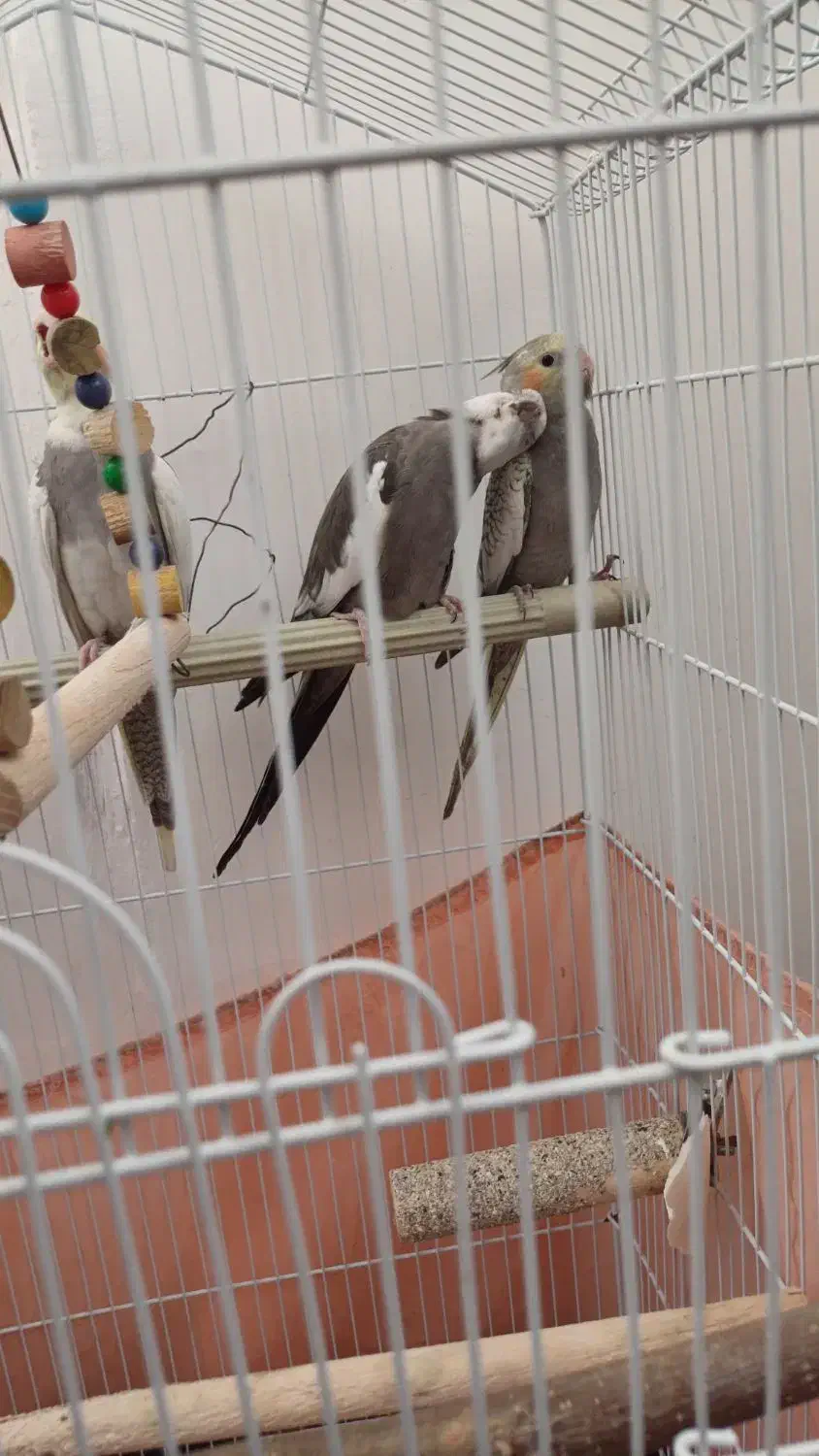 عروس‌‌ هلندی‌.وایت فیس.گل باقالی.ابلغ|پرنده|پاکدشت, پاکدشت (مامازند)|دیوار