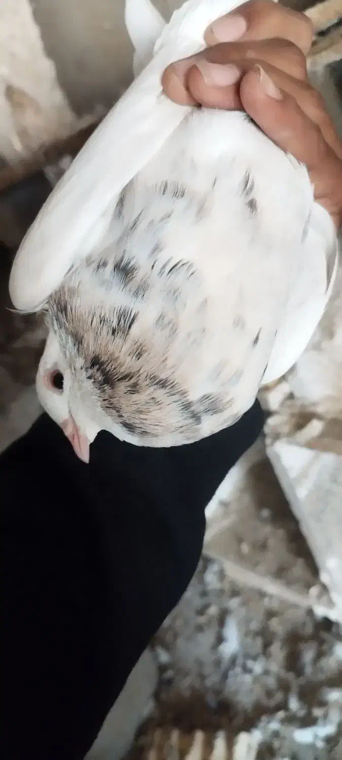 شوش|پرنده|کرخه, |دیوار