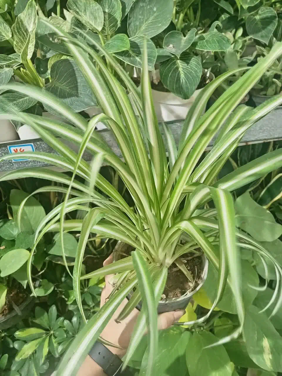 آف ویژه گل آپارتمانی|گل و گیاه طبیعی|بیرجند, |دیوار