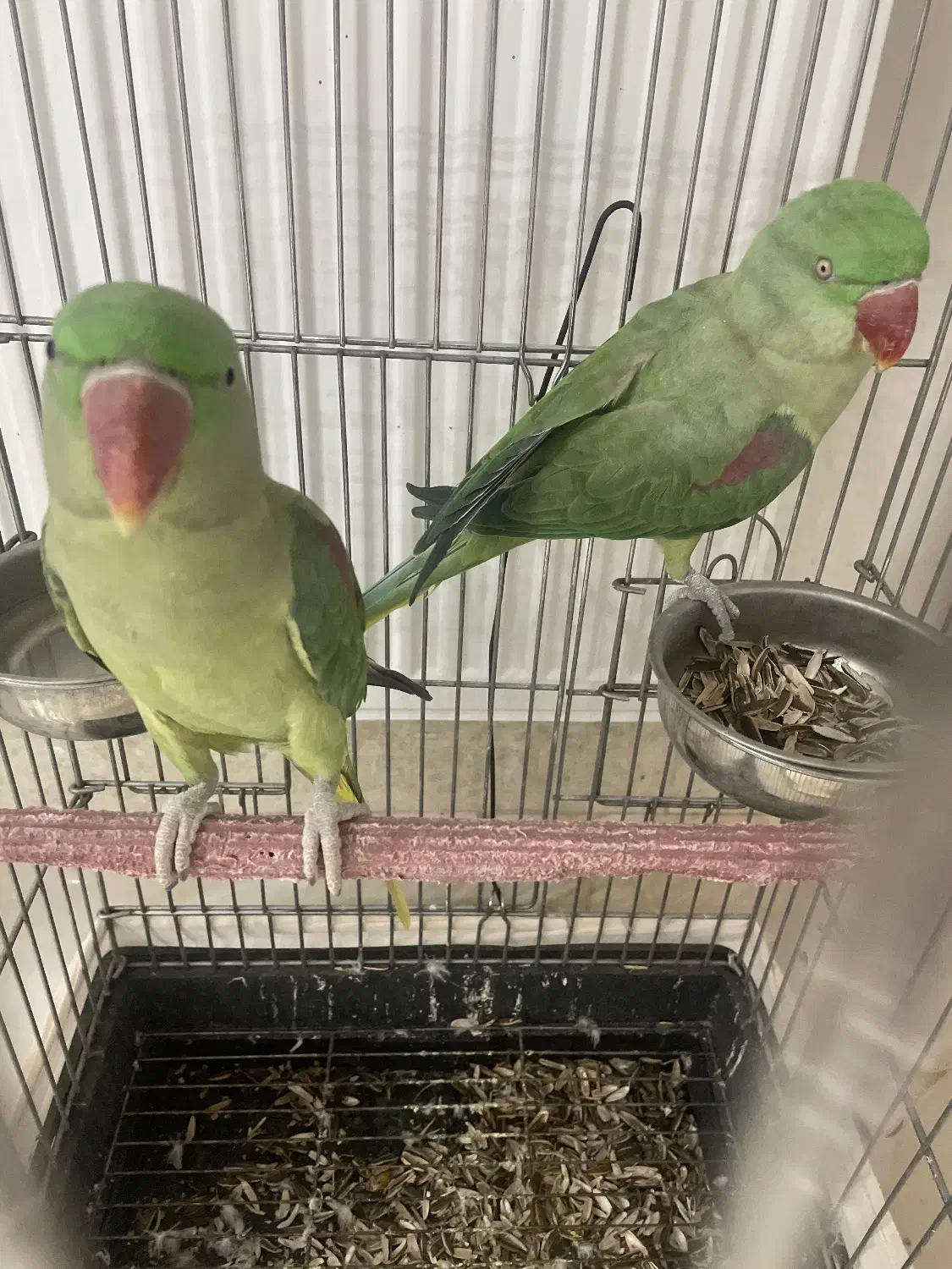 شاه طوطی|پرنده|قیامدشت - خاورشهر, |دیوار