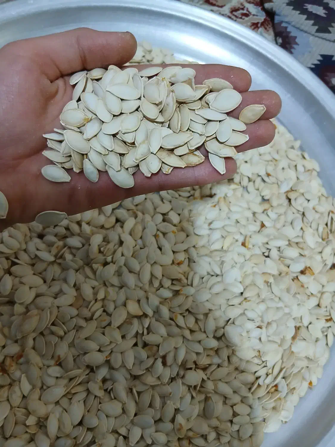 تخمه کدو اجیلی (بوانات)|خوردنی و آشامیدنی|شیراز, کوشک میدان|دیوار