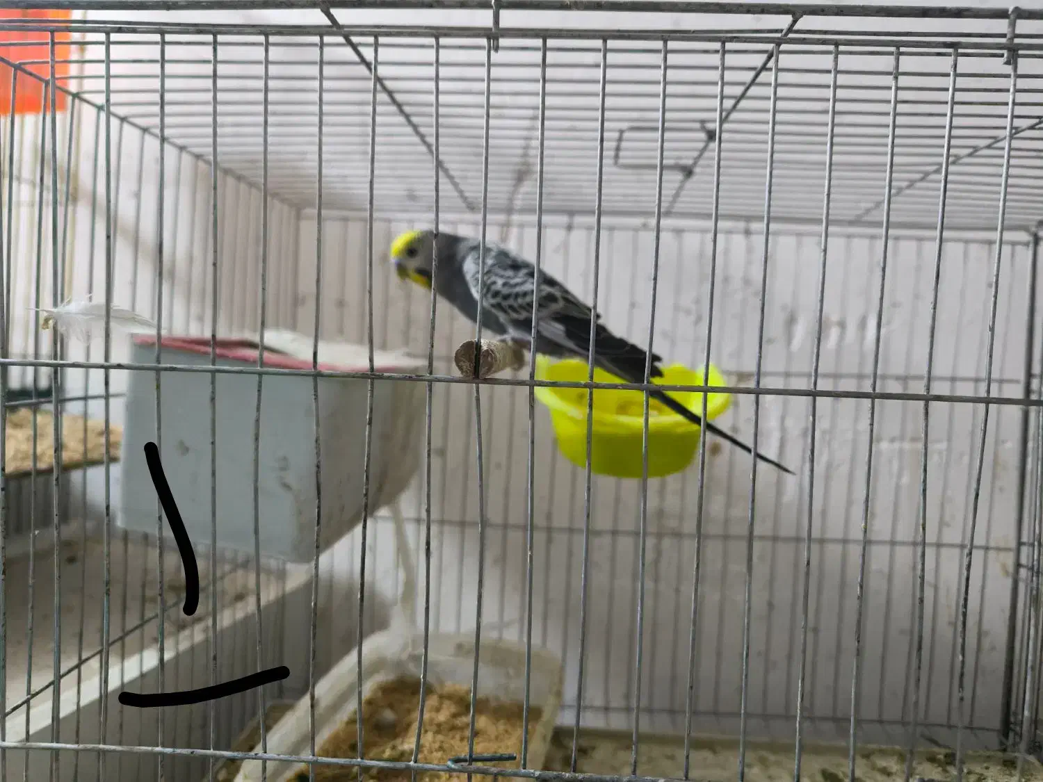 دو جفت مرغ عشق مولد  همراه با تخم|پرنده|بندر ماهشهر, |دیوار