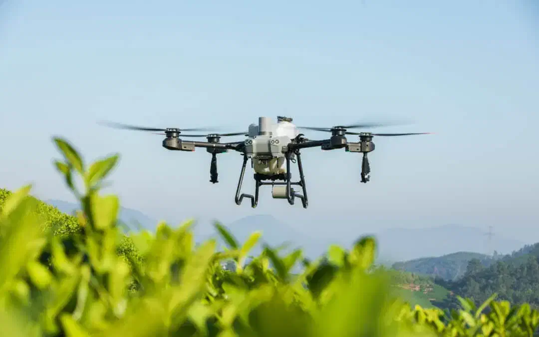 سم پاشی با پهپاد در جیرفت و حومه|خدمات باغبانی و درختکاری|کرمان, |دیوار