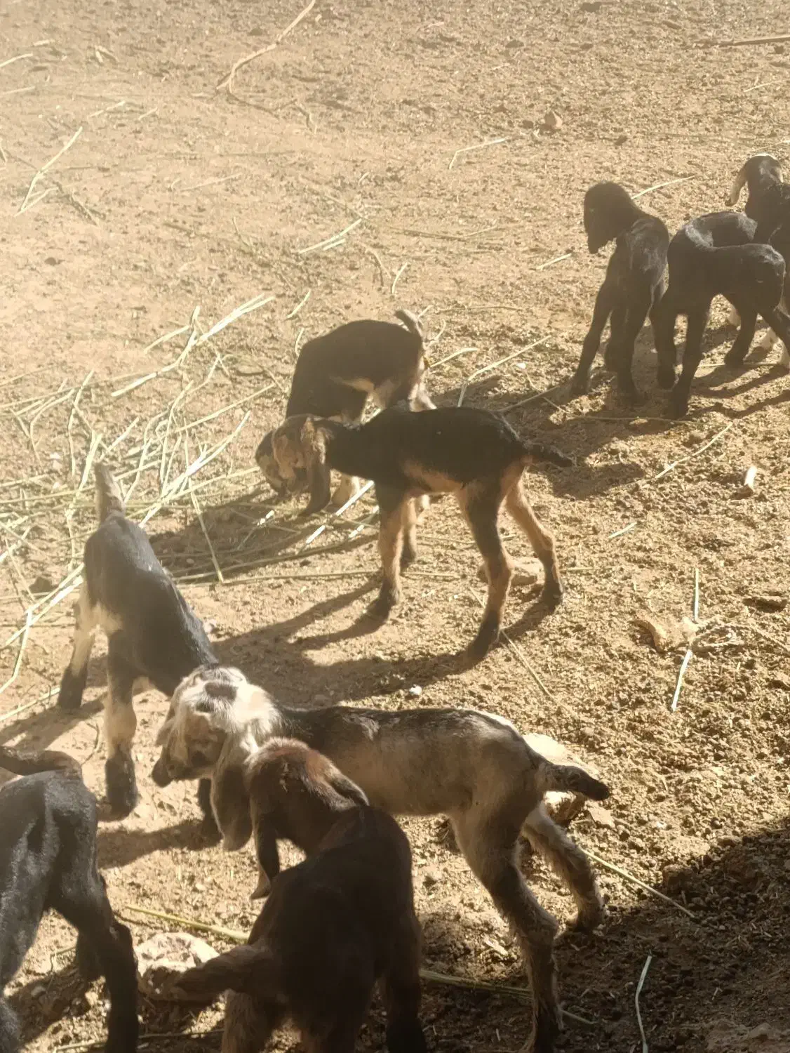 کهره شیری و بره شیری|حیوانات مزرعه|شیراز, بید زرد|دیوار