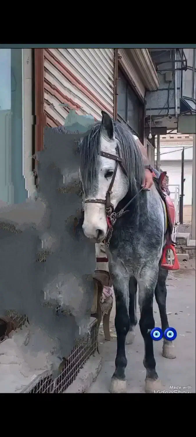 اسب نریان|اسب و تجهیزات اسب‌سواری|محمدیه-قزوین, |دیوار