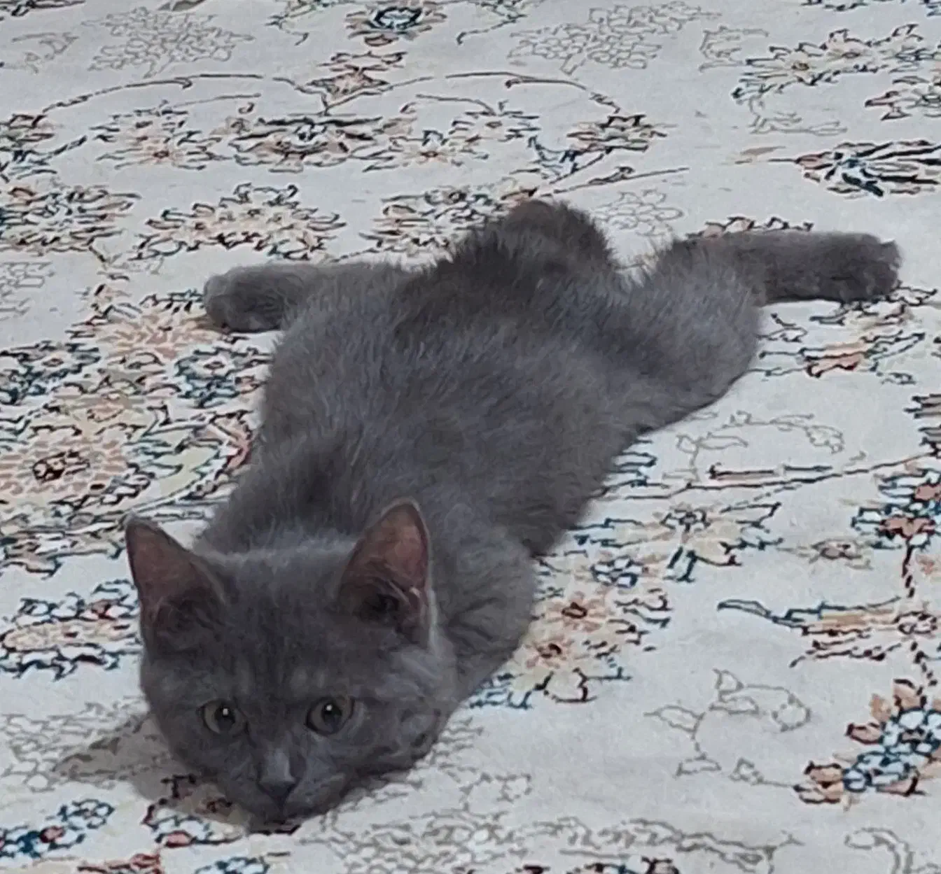 یک‌عدد‌گربه‌بریتیش|گربه|تبریز, |دیوار