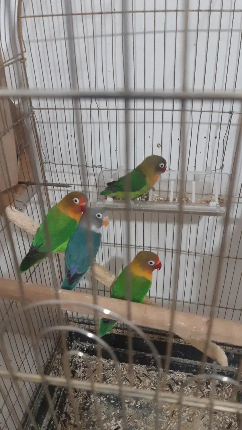 دو جفت کوتوله مولدضمانتی|پرنده|زرند, |دیوار