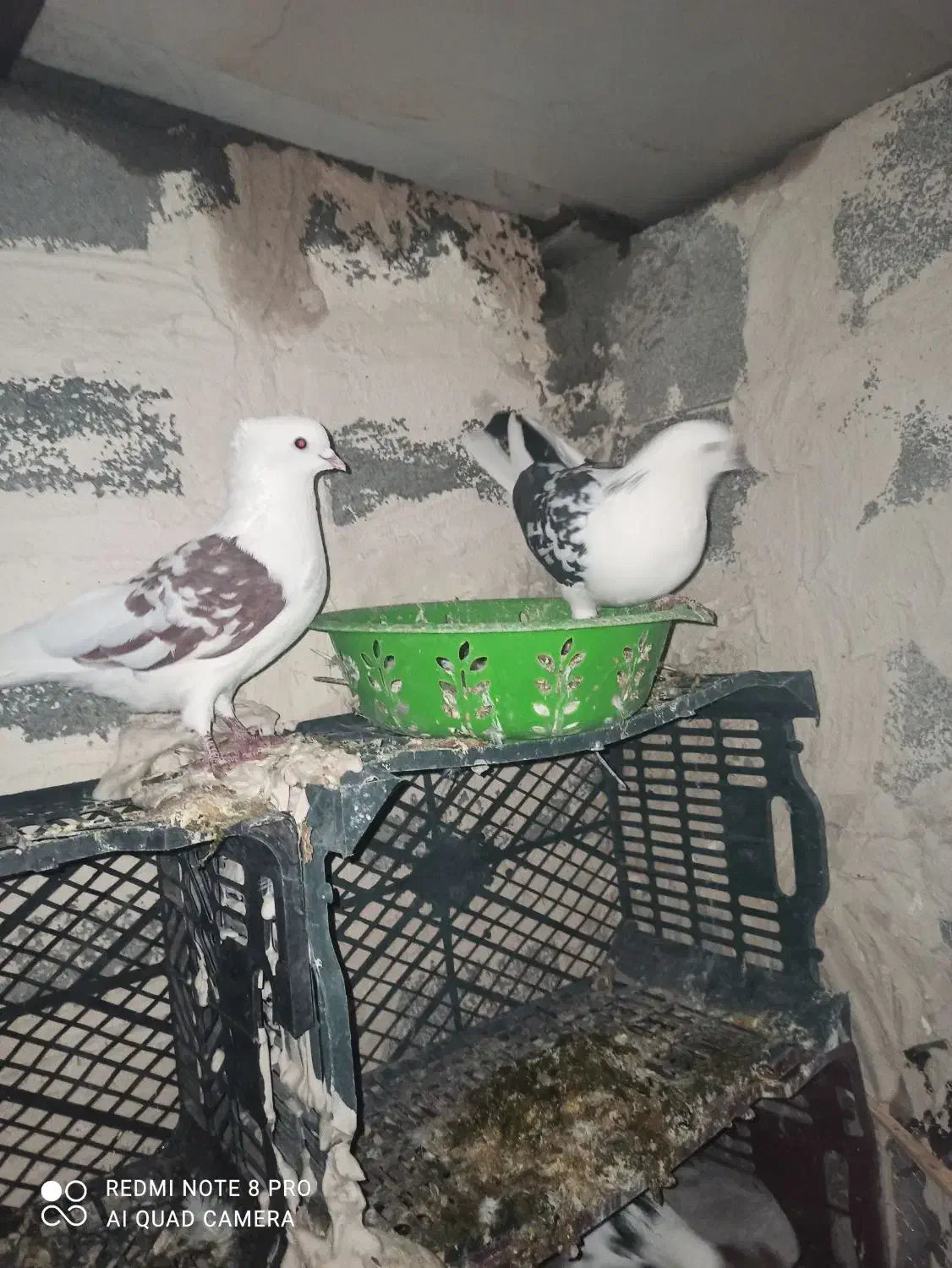 3عدد کبوتر یک نر دو ماده|پرنده|لاجان, |دیوار