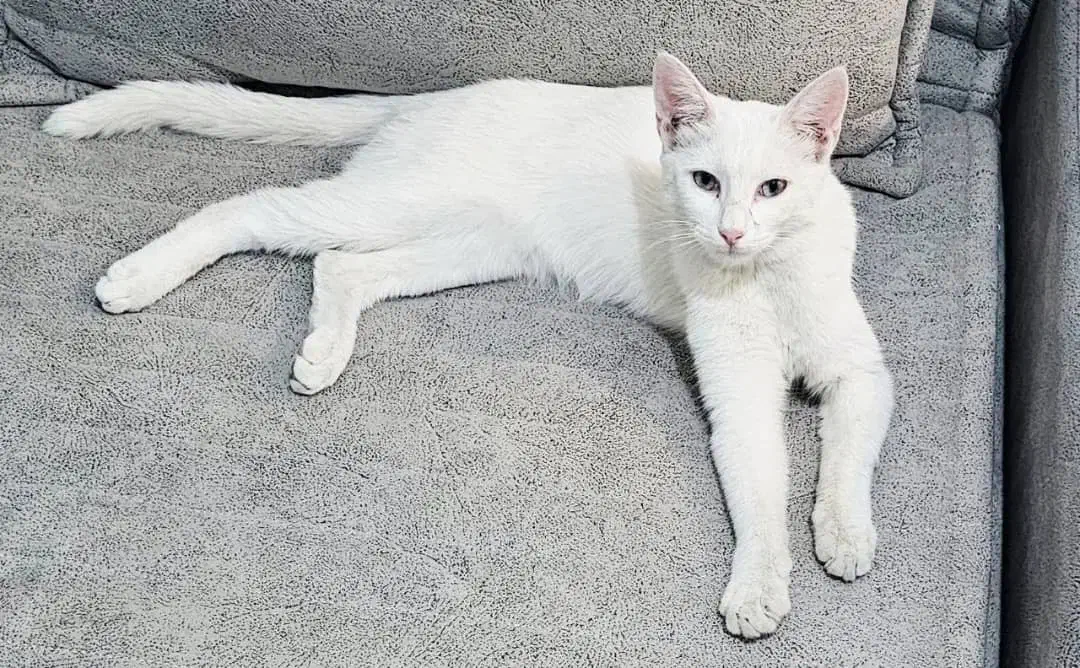 رایگان|گربه|محمدیه-قزوین, |دیوار