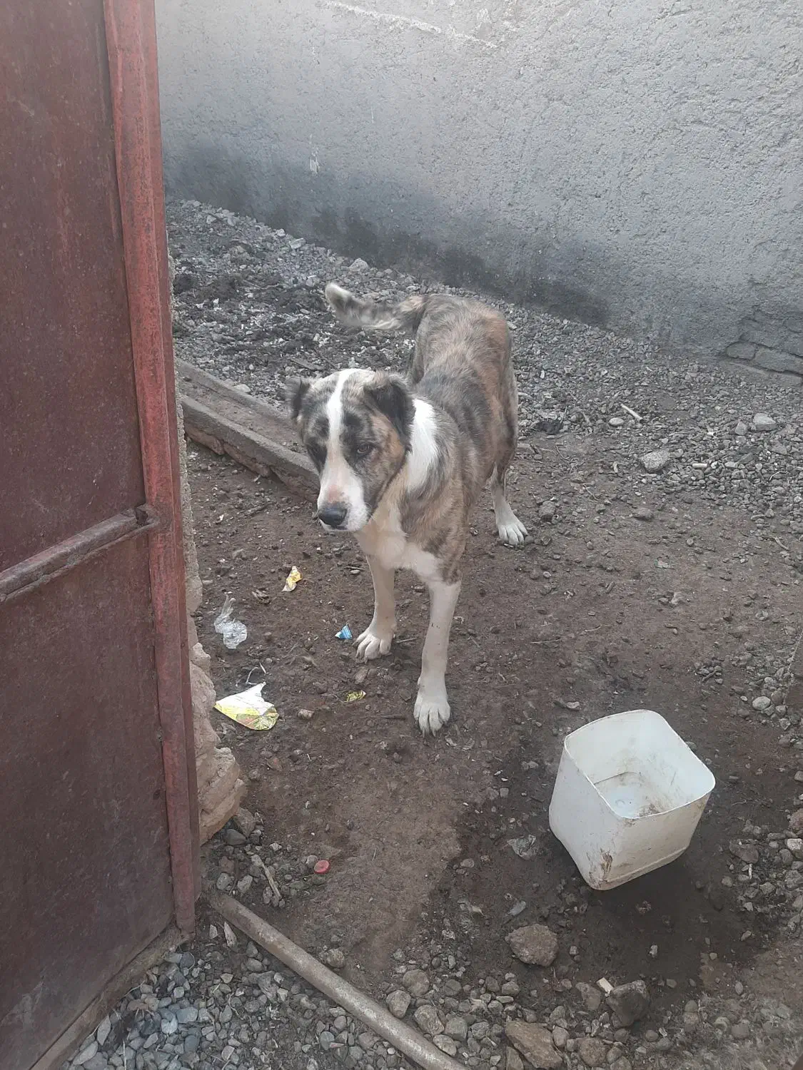 طول هشت ماهه نر درشت .قیمت پنج میلیون|سگ|سلیمان, |دیوار