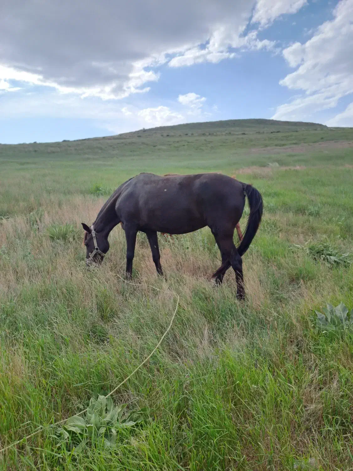 اسب|اسب و تجهیزات اسبسواری|شیروان (خراسان), |دیوار