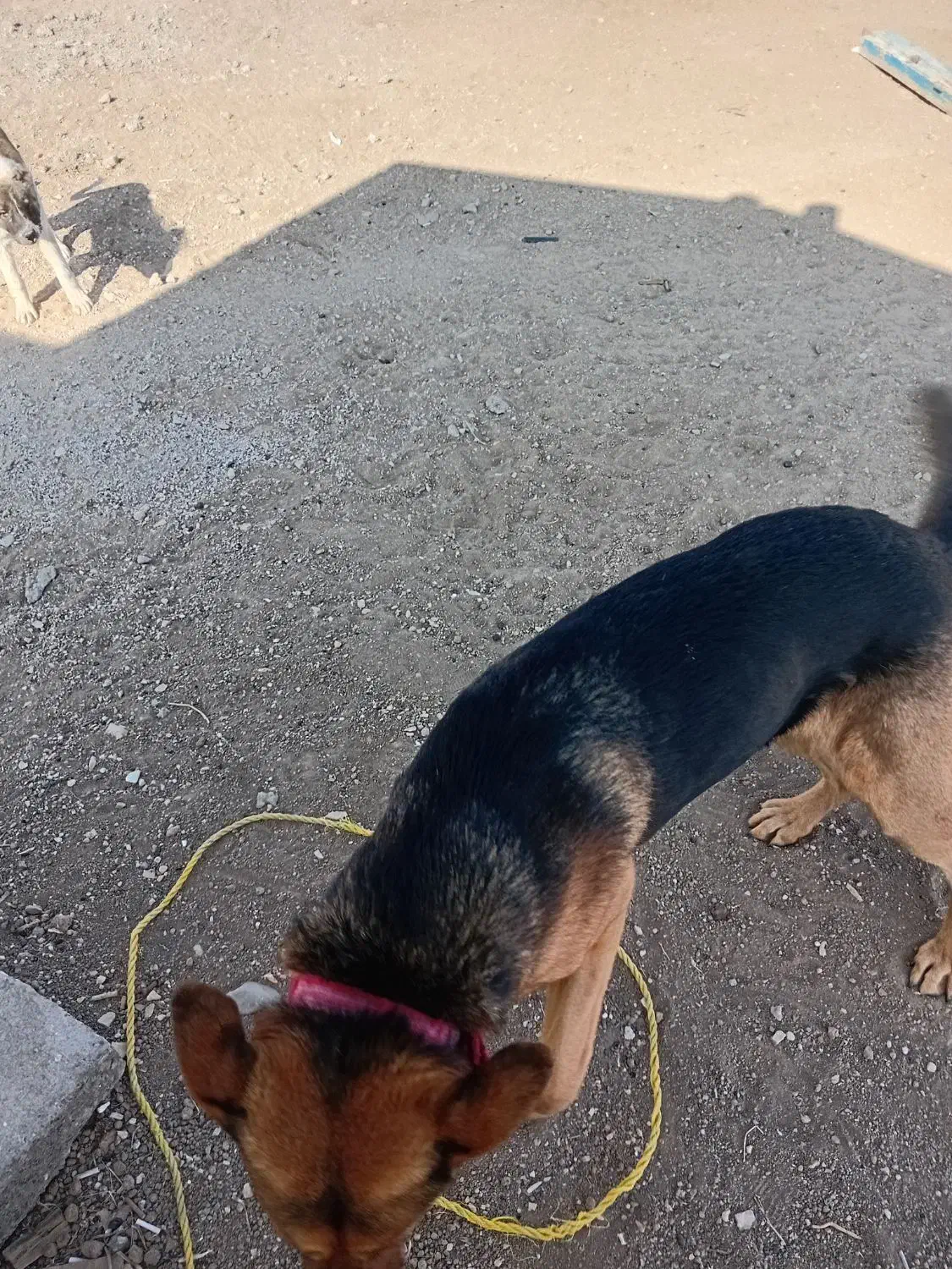 سگ ژرمن|سگ|اردبیل, |دیوار