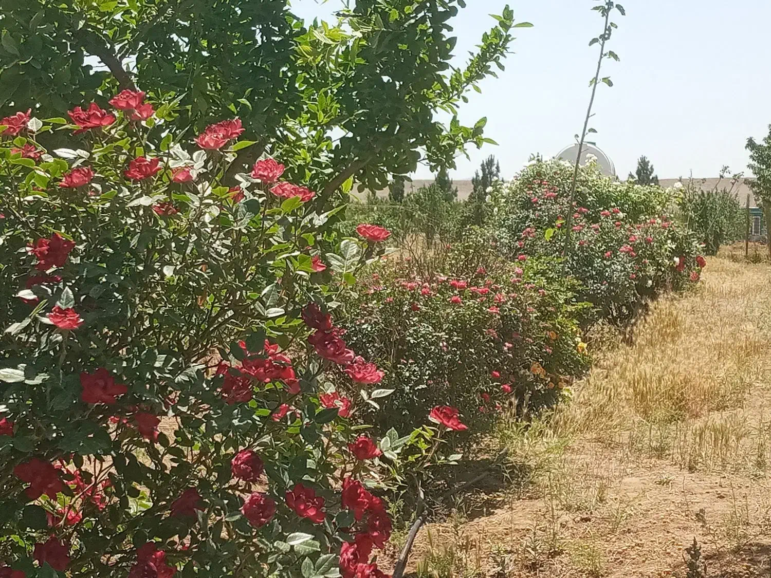 باغسندتکبرگ آبکشاورزی برق،سهیلیه،زعفرانیه،زکی آباد|فروش زمین و ملک کلنگی|کرج, فاز ۲ مهرشهر|دیوار