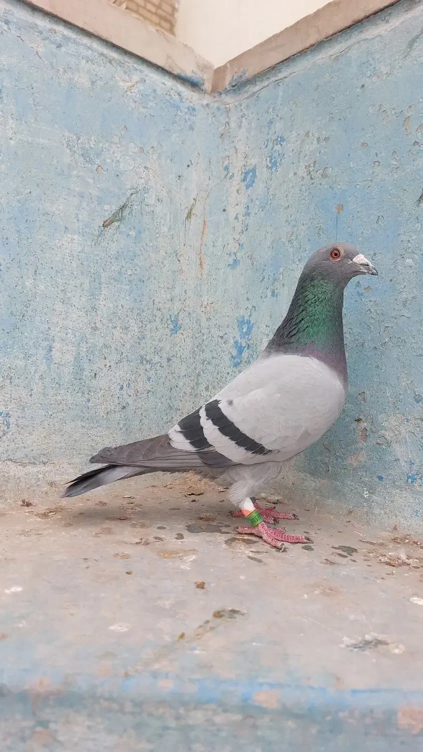 پلاکی عراق مسابقاتی درجه یک|پرنده|اهواز, کمپلو شمالی|دیوار