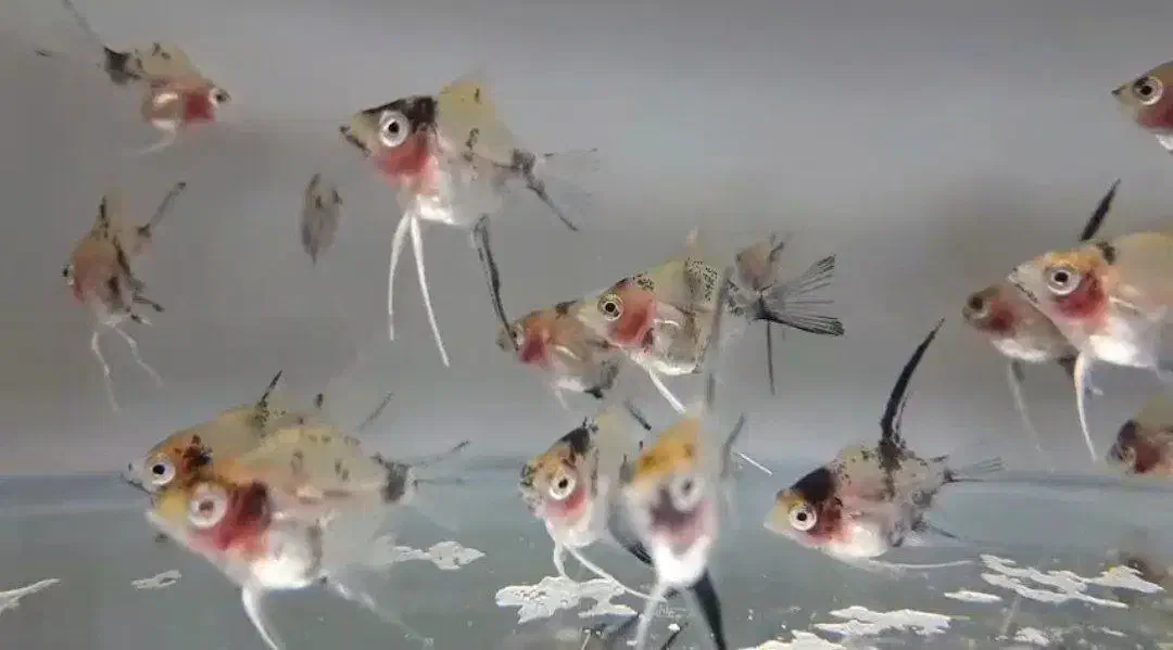 ماهی آنجل|ماهی|قم, شاه سید علی|دیوار