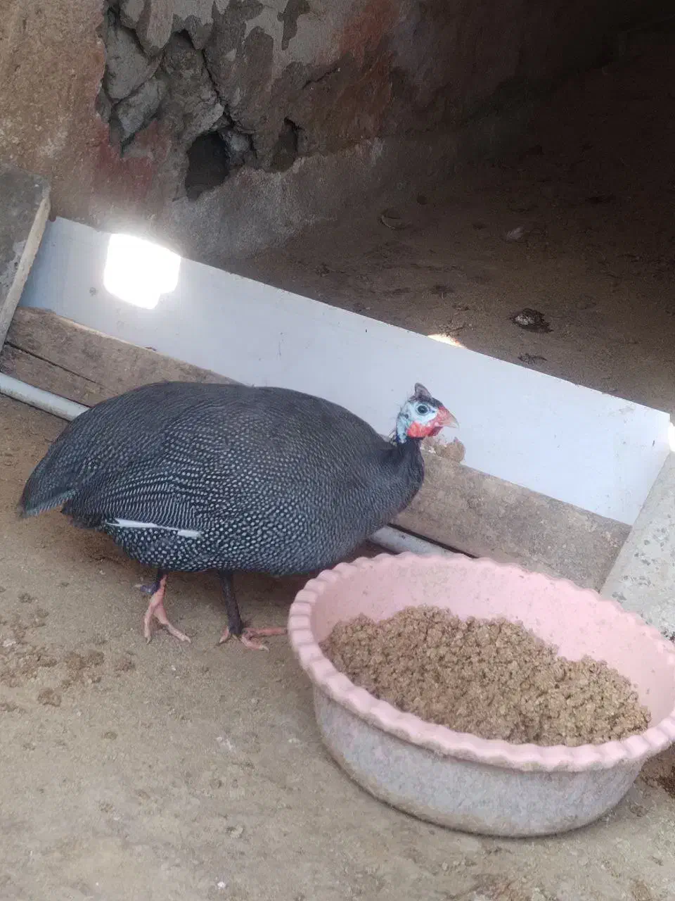 مرغ شاخدار سیساک|حیوانات مزرعه|هادی شهر, |دیوار