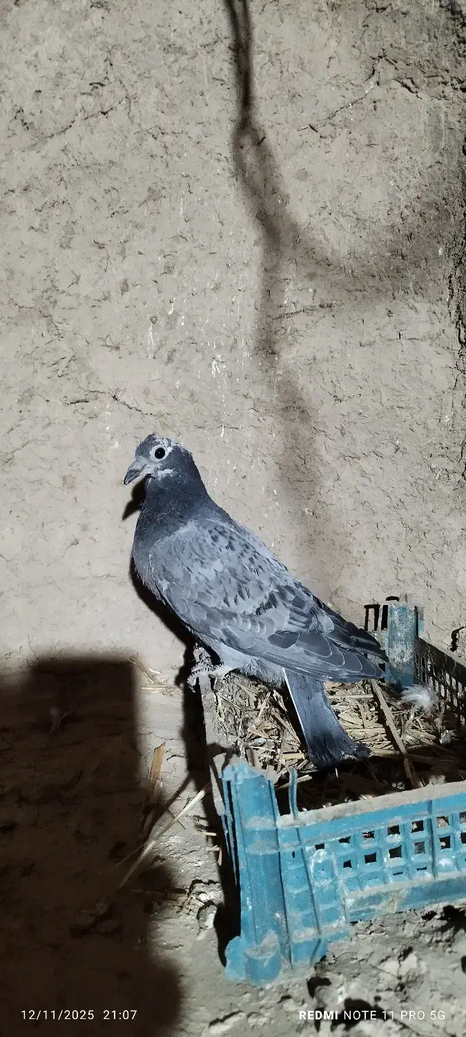 پلاکی جوجه|پرنده|آبکوه, |دیوار