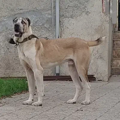 سگ نر الابای اصیل. سرابی افغان پژدر کانگال|سگ|تهران, منیریه|دیوار