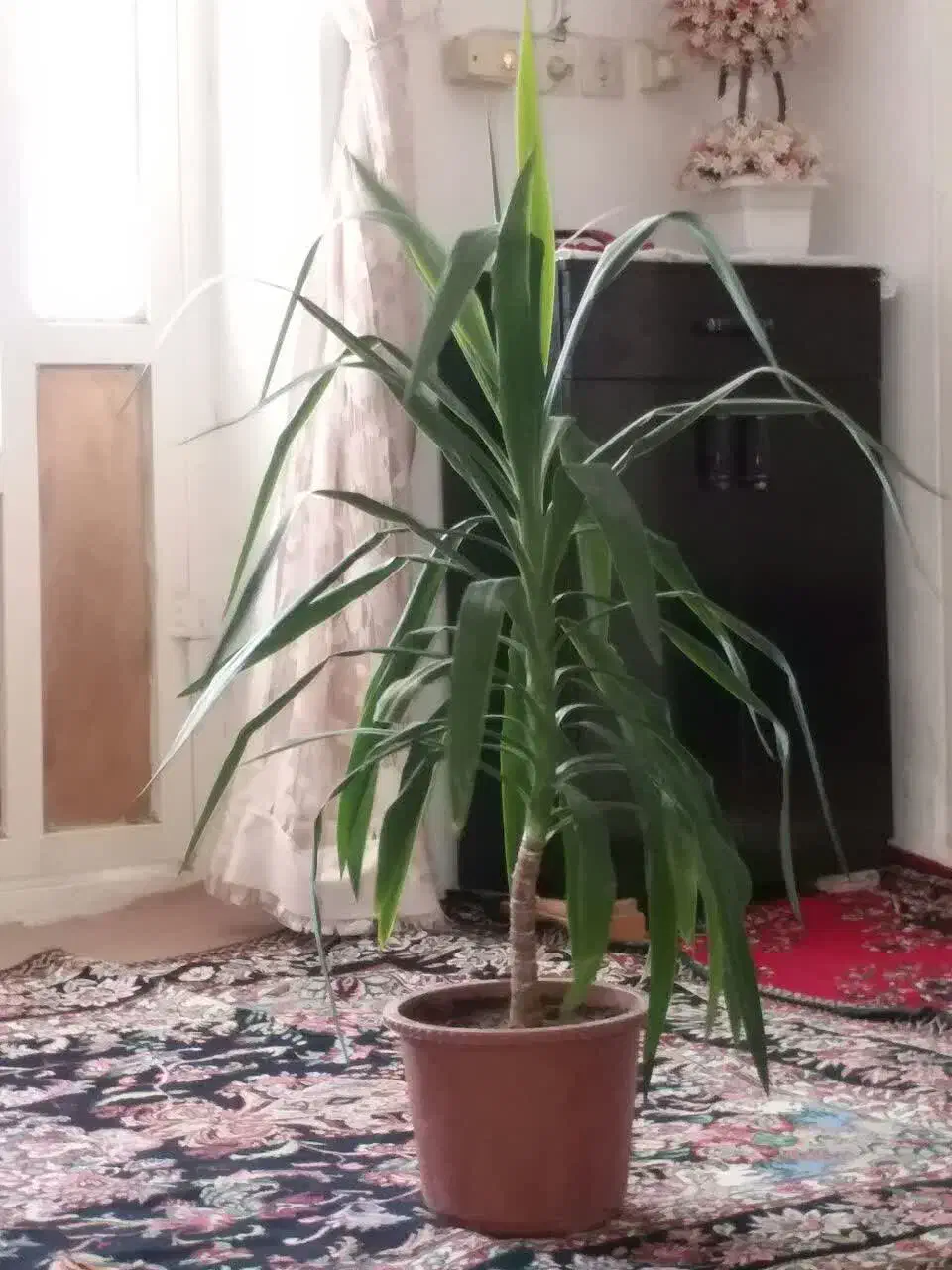 گل یوکا|گل و گیاه طبیعی|اسلامآباد غرب, |دیوار