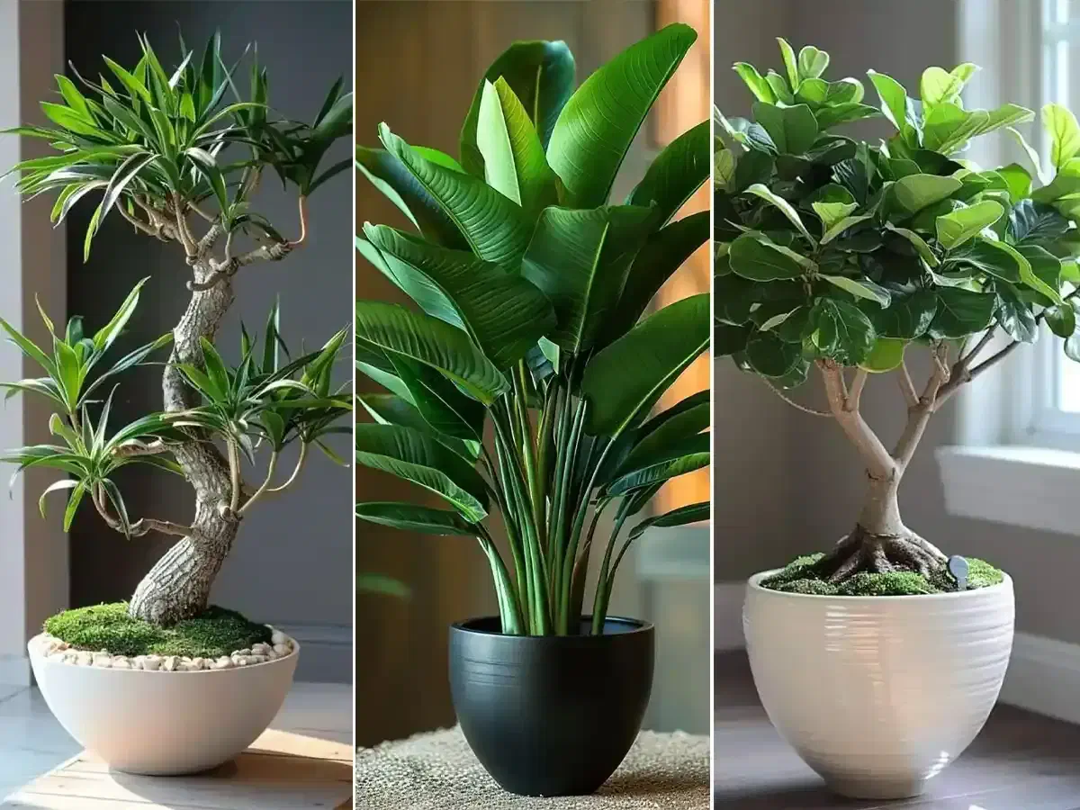 نمایندگی رسمی قرص کود گیاهی/رشدسریع گل وگیاه|گل و گیاه طبیعی|بجنورد, |دیوار